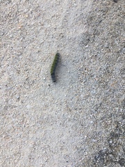 Thaumetopoea herculeana