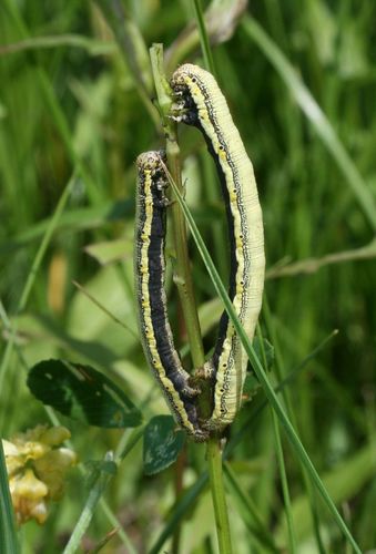 Belted Beauty Moth