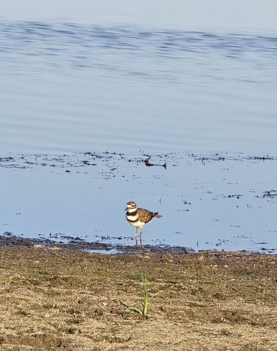 Killdeer (Charadrius vociferus)
