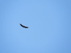 Spilornis rufipectus