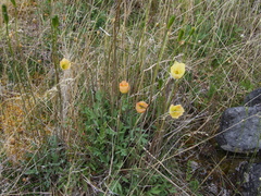 Papaver variegatum