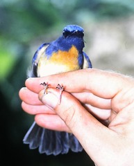 Cyornis rubeculoides