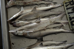 Scoliodon macrorhynchos