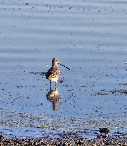Long-billed Dowitcher (Limnodromus scolopaceus)