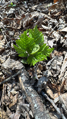 Botrychium virginianum