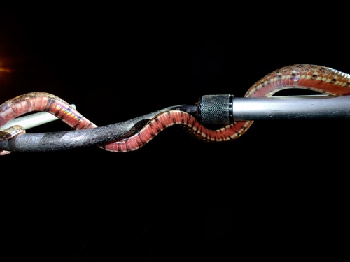Brown Kukri Snake