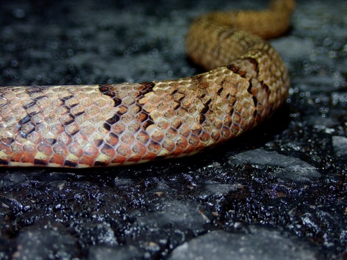 Brown Kukri Snake