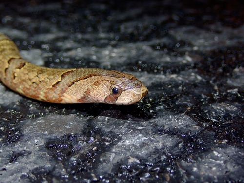 Brown Kukri Snake