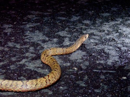 Brown Kukri Snake