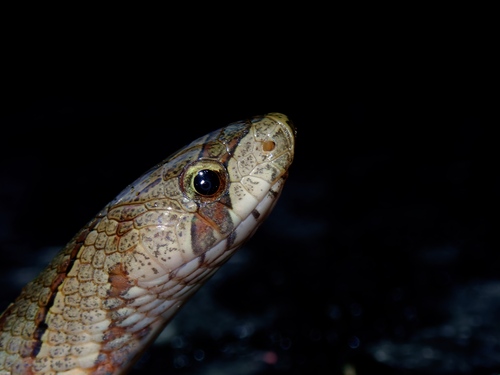 Brown Kukri Snake