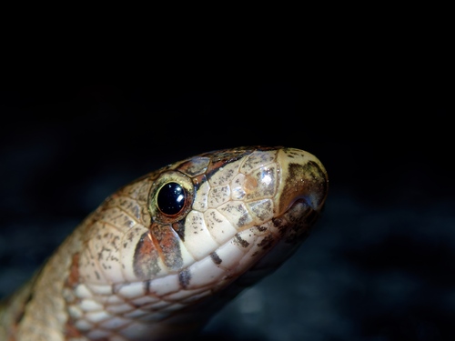 Brown Kukri Snake