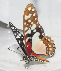 Graphium angolanus angolanus