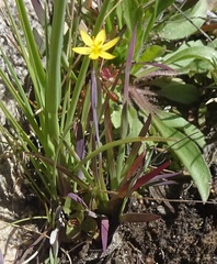 Sisyrinchium cernuum