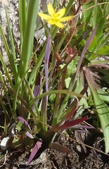 Sisyrinchium cernuum