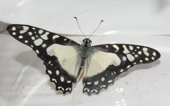 Graphium angolanus angolanus