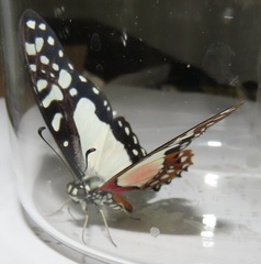 Graphium angolanus angolanus