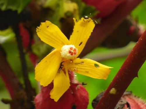 Wercklea ferox, photograph 2