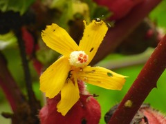 Wercklea ferox, photograph (c) Luis G Restrepo, some rights reserved (CC BY)
