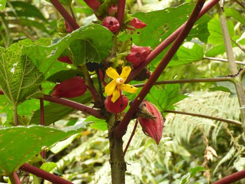 prickly umbrella (Wercklea ferox)