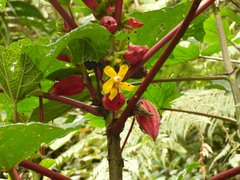 Wercklea ferox