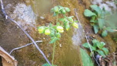 Calceolaria petioalaris