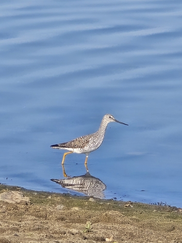 Greater Yellowlegs (Tringa melanoleuca)