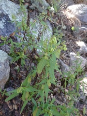 Ageratina paupercula