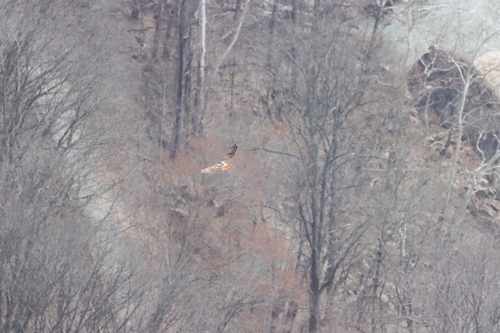 Red-tailed Hawk photographed in West Virginia