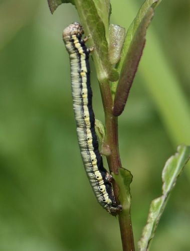 Belted Beauty Moth