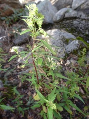 Ageratina paupercula