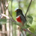Trogons and Quetzals - Photo (c) Emily Hoyer, some rights reserved (CC BY-NC-ND)