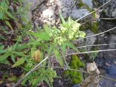 Ageratina paupercula