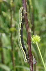 Lycia zonaria