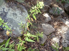 Ageratina paupercula