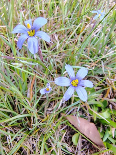 Eastern Blue-eyed Grass (Sisyrinchium atlanticum)
