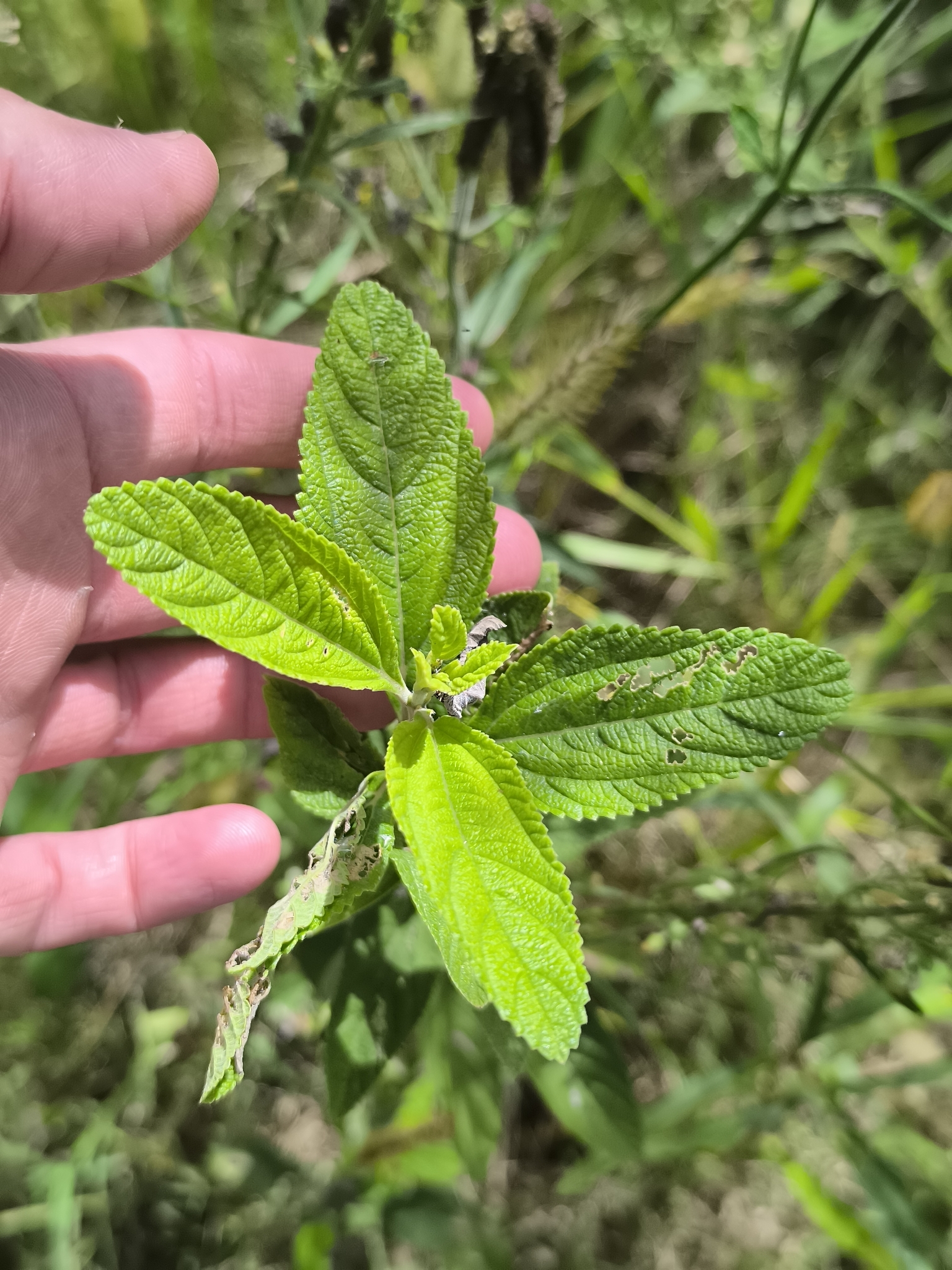 Bushy Lippia (Lippia alba)