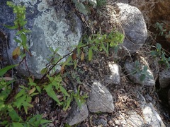 Ageratina paupercula