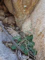 Dryopetalon runcinatum