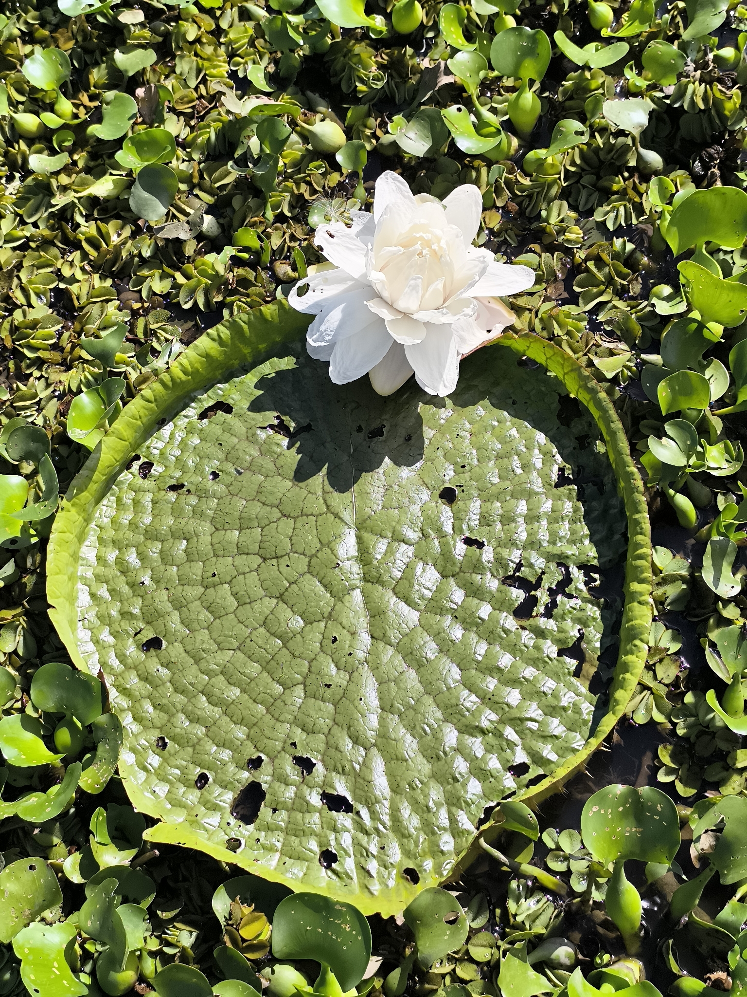 Santa Cruz Waterlily (Victoria cruziana)
