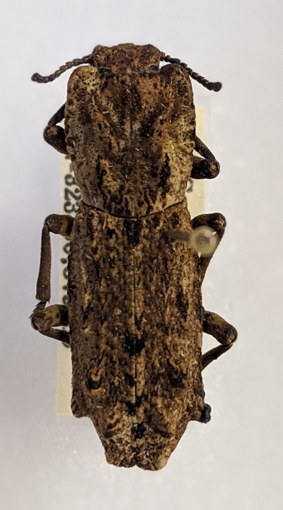 Phloeodes venustus