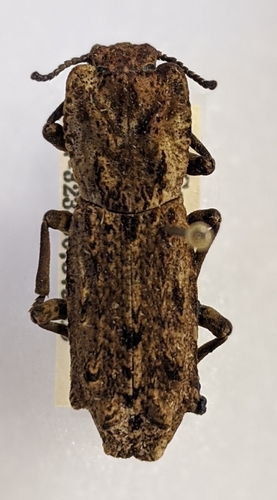 Zopheridae image