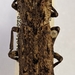 Phloeodes venustus - Photo (c) ian foley, algunos derechos reservados (CC BY-NC), subido por ian foley
