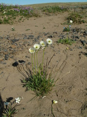 Papaver minutiflorum