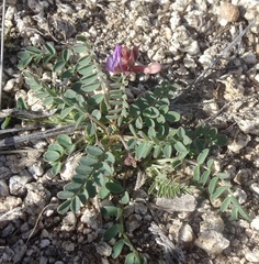 Astragalus nothoxys