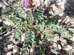 Astragalus nothoxys