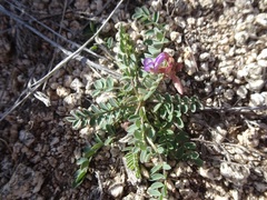 Astragalus nothoxys