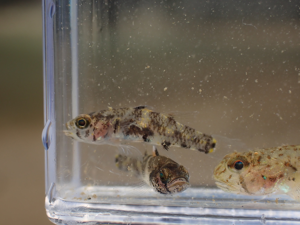 Threespot pygmy goby (Pandaka trimaculata) — Gobiidae