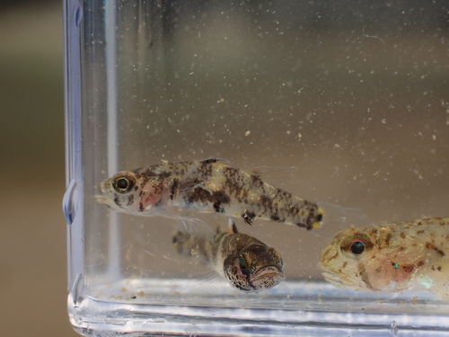 Threespot pygmy goby (Pandaka trimaculata) — Gobiidae