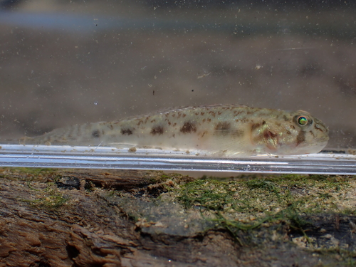 Largemouth tankgoby (Oligolepis stomias) — Gobiidae — 4