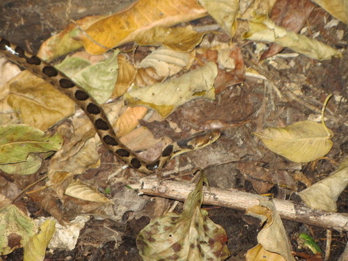 Photo of a Leptodeira rhombifera (Leptodeira rhombifera)